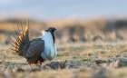 Greater sage grouse male performing courtship dance on lek Botanical Print
